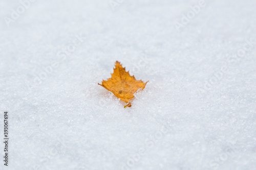 Autumn withered oak leaf lying on the snow. First snowfall, late autumn, winter.