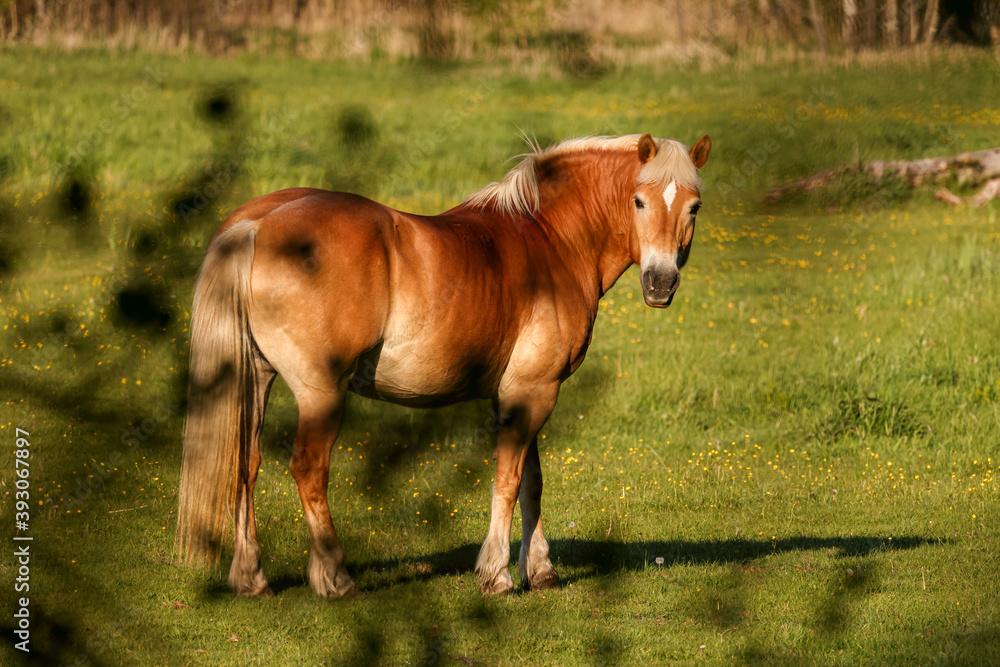A light brown horse on a sunlit green meadow, hiding behind a branch. Warm tones on a summer afternoon. Looking back, quietly standing.