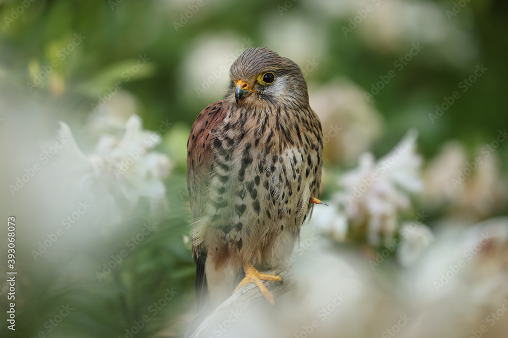 The common kestrel (Falco tinnunculus) is a bird of prey species belonging to the kestrel group of the falcon family Falconidae. It is also known as the European kestrel, Eurasian kestrel. The common kestrel (Falco tinnunculus) is a bird of prey species belonging to the kestrel group of the falcon family Falconidae. It is also known as the European kestrel, Eurasian kestrel.