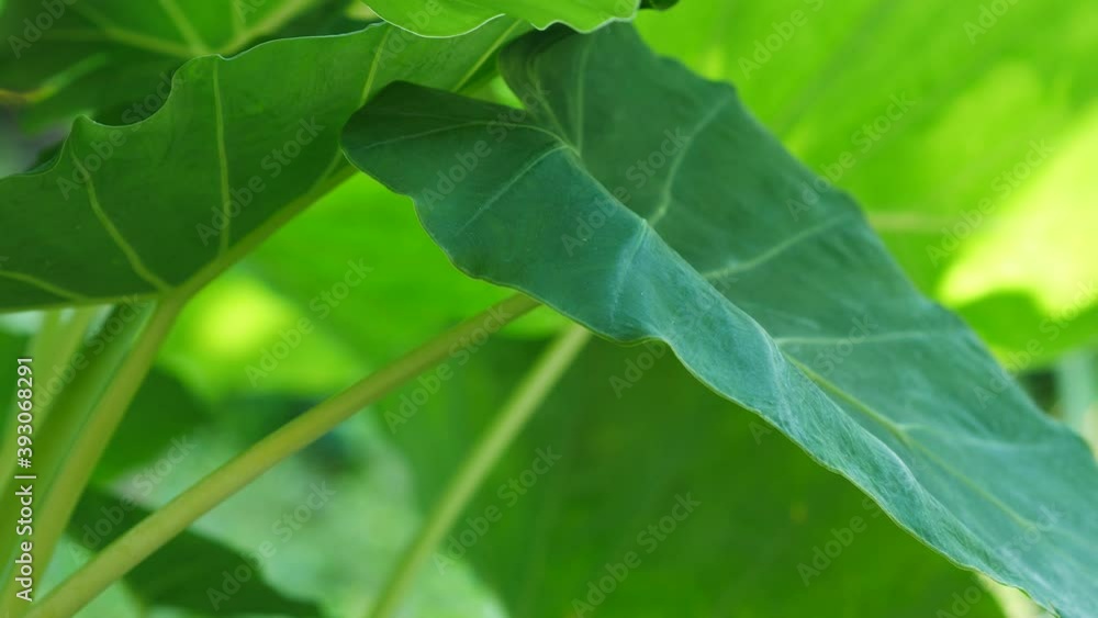 Leaves blown in the morning Leaves blown in the morning