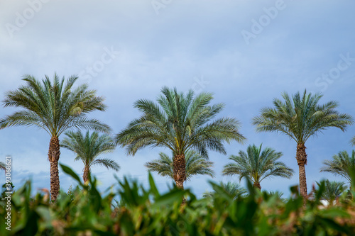 palm trees against the blue sky, beautiful tropical background. Tourism concept