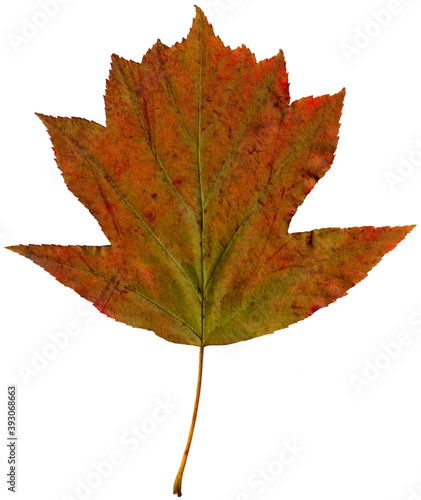 Colorful autumn plane leaf isolated on white