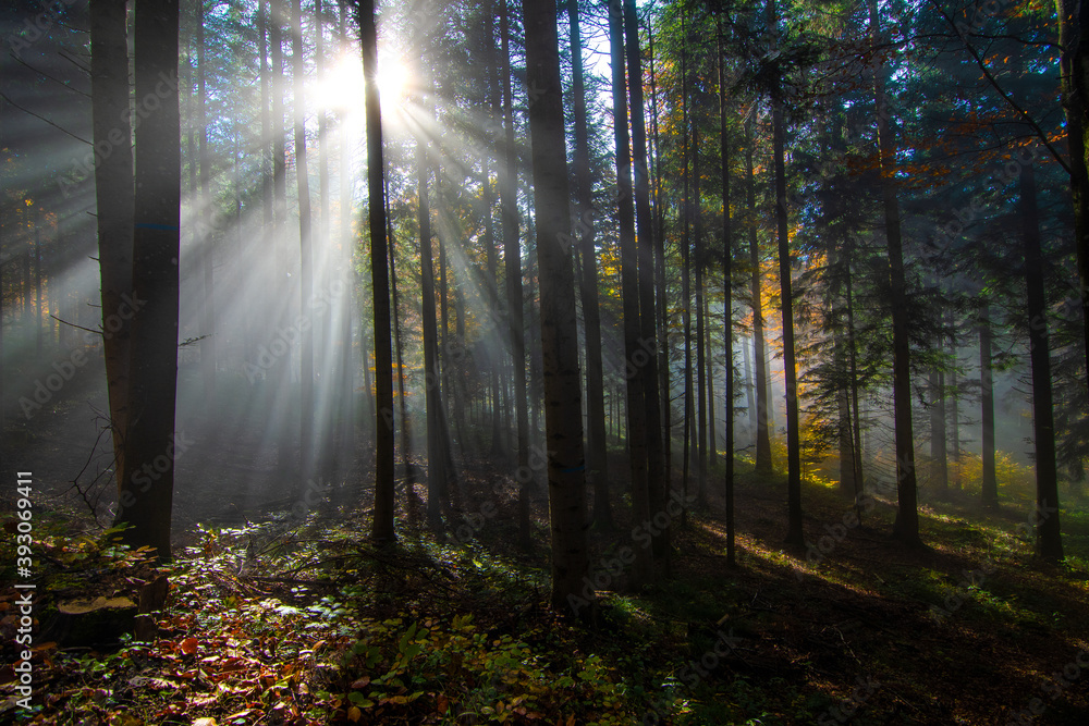 Nebel und Sonne in Wald