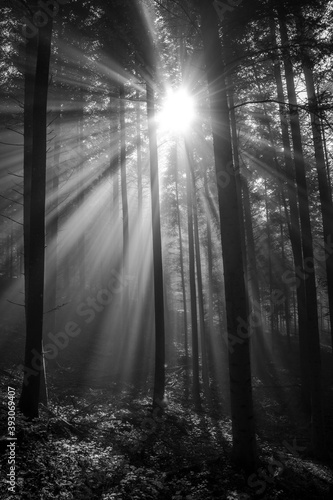 Sonne und Nebel in Wald