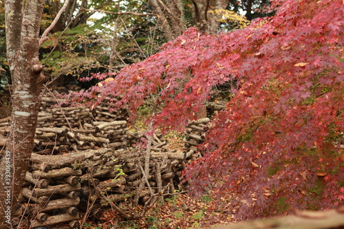 秋の椎茸原木