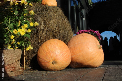 pumpkin and pumpkins