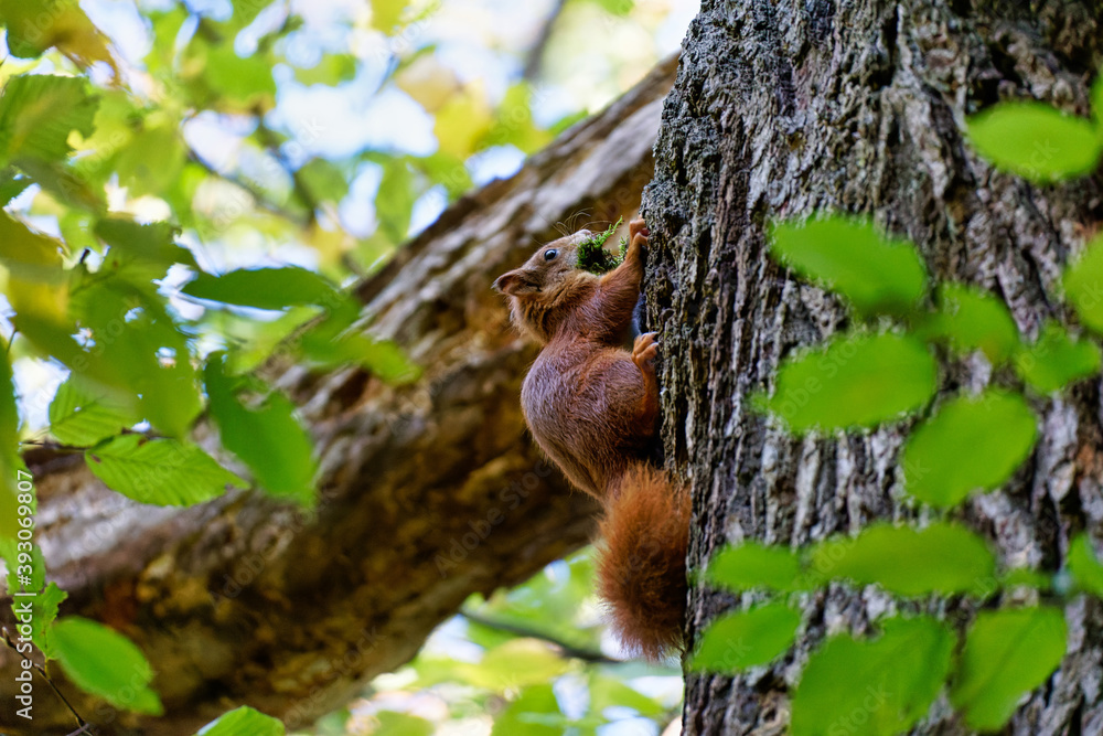 Red squirrel playing in the wood Red squirrel playing in the wood