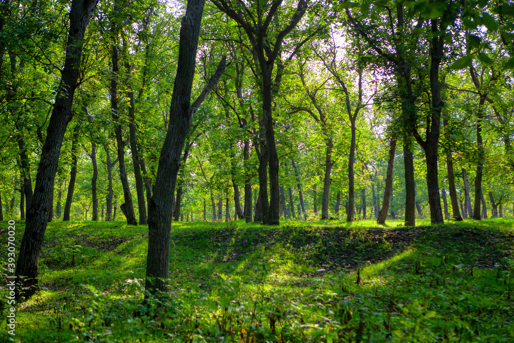 Green spring forest