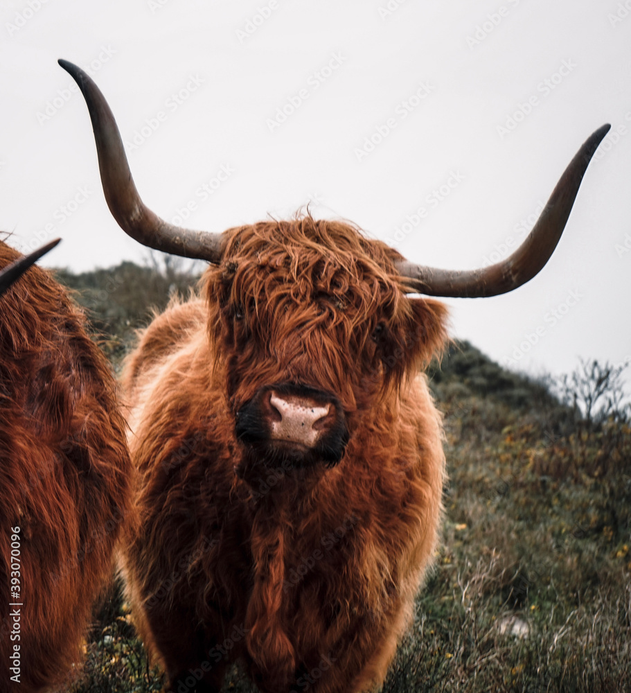 Curious Scottish Highland Cow