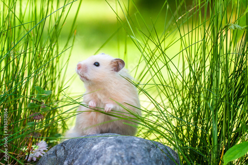 Cute hamster (Syrian hamster) on a rock.