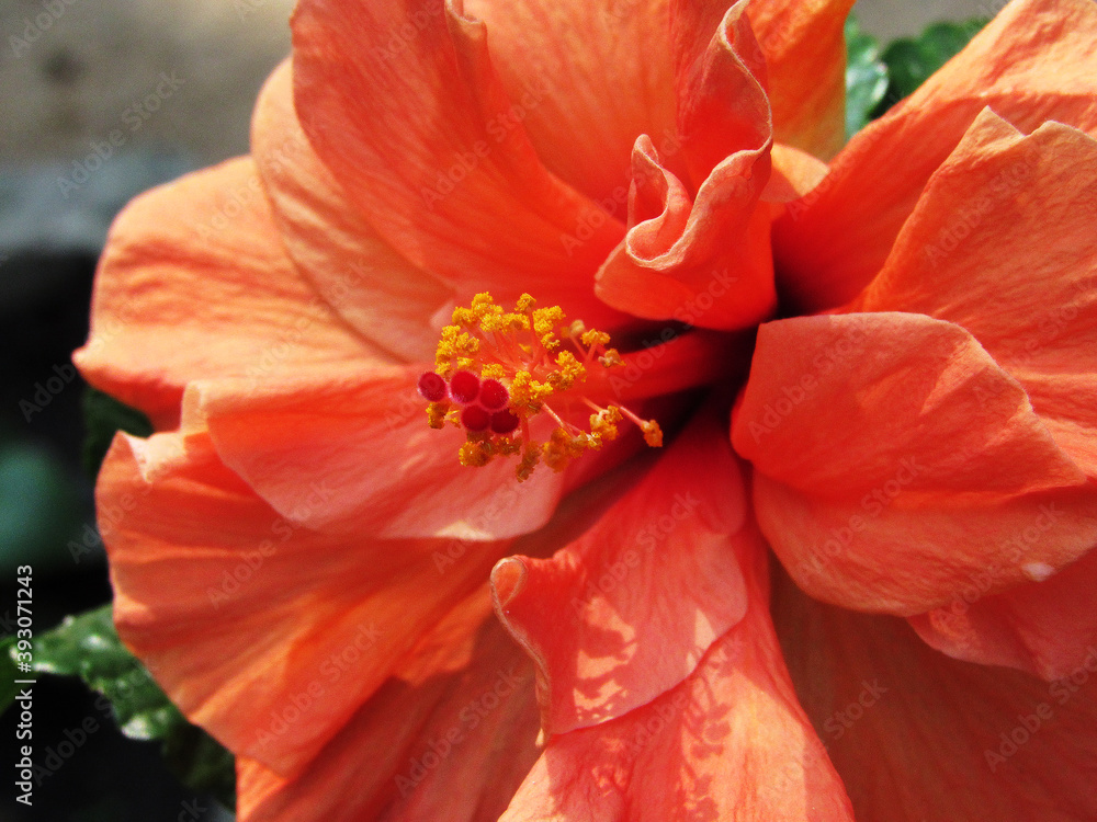 beautiful hibiscus flower on the tree