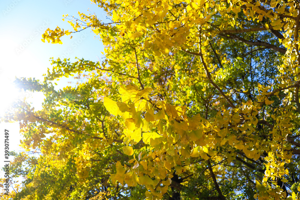 Fototapeta premium イエロー 紅葉 秋 銀杏 イチョウ