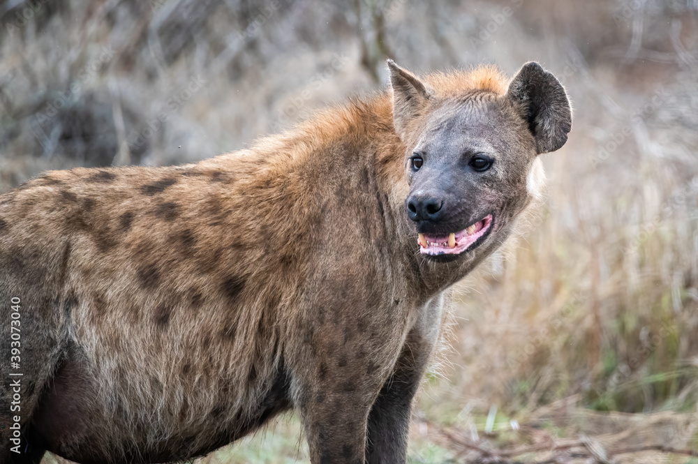 Spotted hyena glancing back over its shoulder observing the movement of the other clan members Spotted hyena glancing back over its shoulder observing the movement of the other clan members