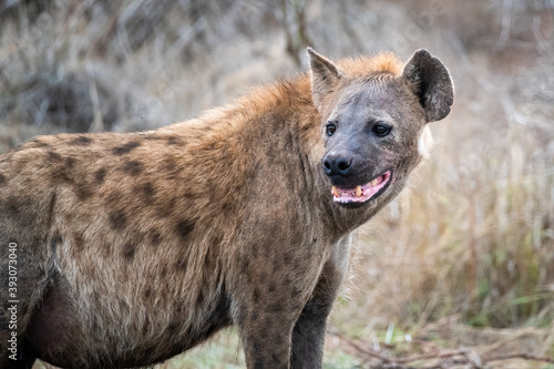 Spotted hyena glancing back over its shoulder observing the movement of the other clan members