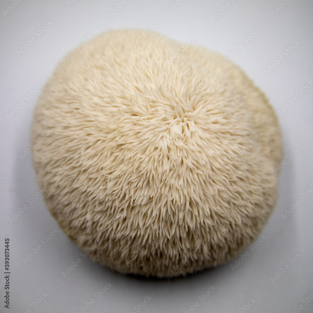 Korean deer rump mushrooms(Hericium erinaceum) Korean deer rump mushrooms(Hericium erinaceum)