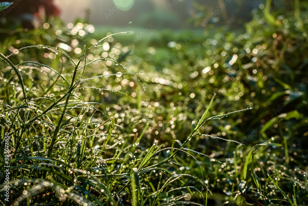 Morning dew drop fall on the small green grass leaf close-up shot in the morning time. Morning dew drop fall on the small green grass leaf close-up shot in the morning time.