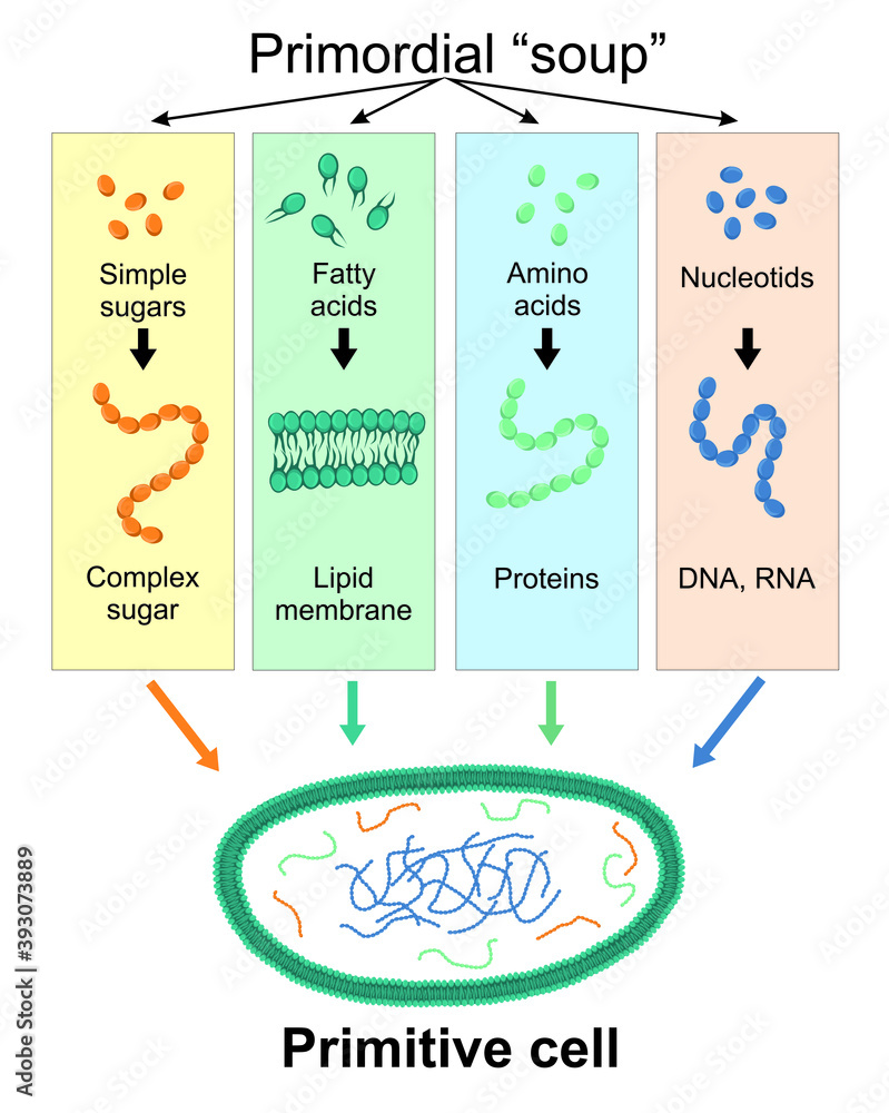 Naklejka premium The formation of the primitive cell from the primordial soup