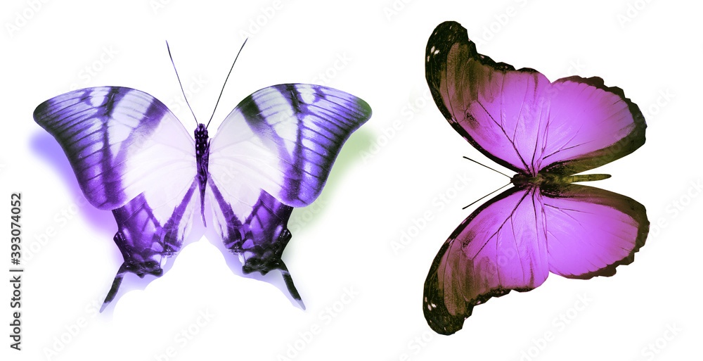Color butterflies , isolated on white background Color butterflies , isolated on white background