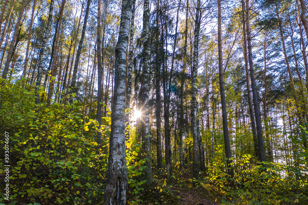 Autumn forest landscape with trees, sun peaking through birches Autumn forest landscape with trees, sun peaking through birches