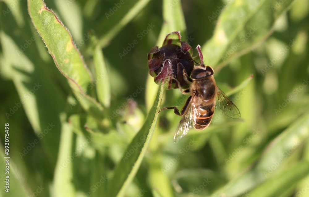 mouche mouche