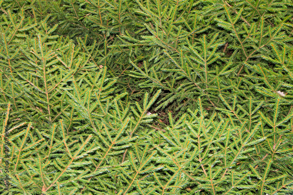 Isolated branches of spruce on a white background. Christmas green paws Christmas tree for design.