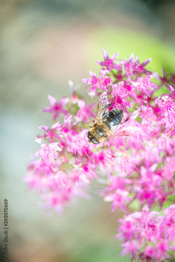 spring, blossom, flower, tree, pink, branch, cherry, bloom, blooming, season, petal, sakura, botany, beauty, closeup, fresh, background, beautiful, bee, close, country, countryside, day, daylight, day spring, blossom, flower, tree, pink, branch, cherry, bloom, blooming, season, petal, sakura, botany, beauty, closeup, fresh, background, beautiful, bee, close, country, countryside, day, daylight, day