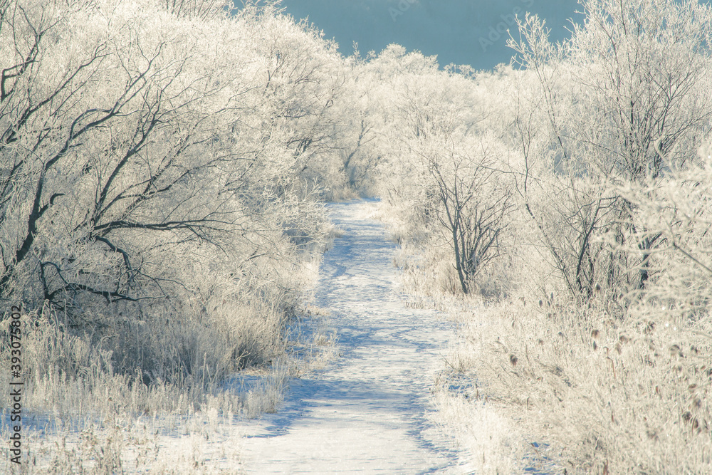 snow capped corridor with frost trees in hokkaido japan