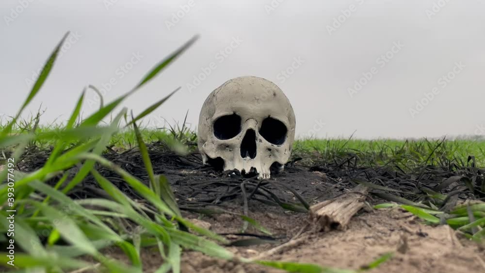 Human skull lies on ground. Human skull lies on ground.