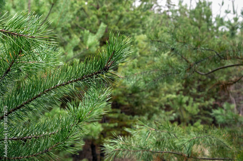 Bright green sprig of pine against the background of the rest of the forest