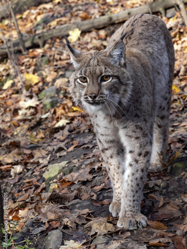 The Scandinavian lynx, Lynx lynx lynx, is slowly approaching the photographer