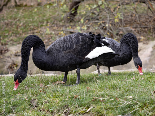 A pair of Black Swan, Cygnus atratus, graze on a green lawn