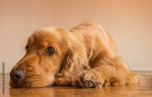 dog with a good face photo