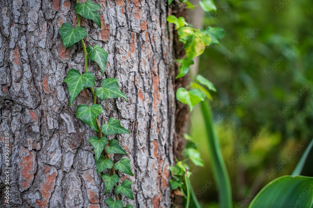 Ivy over tree trunk with blurred background Ivy over tree trunk with blurred background