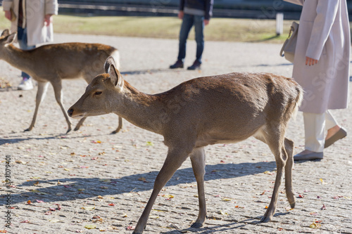 Fototapeta Naklejka Na Ścianę i Meble -  Deer near a shop in Nara Park on November 15, 2020.