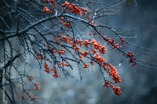 Sea buckthorn photo