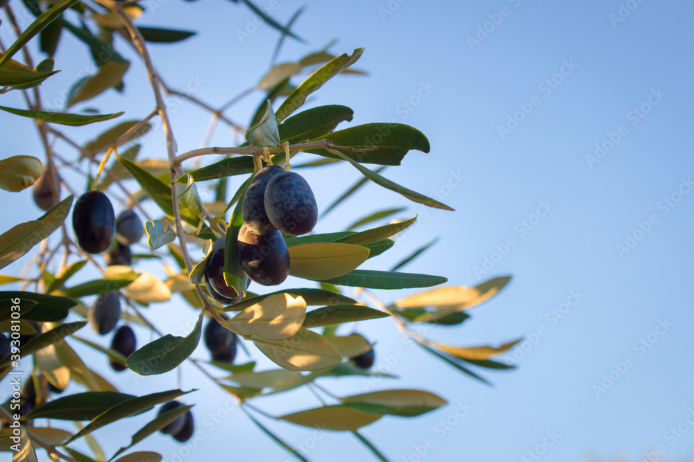 Olive trees and branches at sunset, Southern Italy, autumn Olive trees and branches at sunset, Southern Italy, autumn
