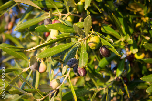 Olive trees and branches at sunset  Southern Italy  autumn