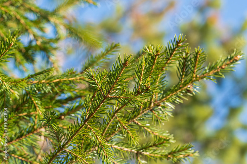 Natural evergreen branches with needles of Xmas tree in pine forest. Close-up view of fir branches ready for festive decoration for Happy New Year and Christmas  decorate holiday winter season designs