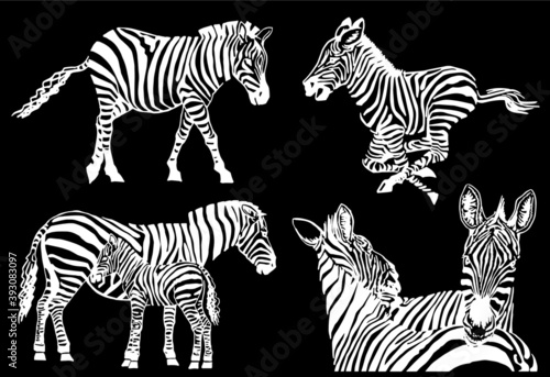 Vector set of zebras isolated on black background  illustration for printing