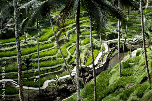 Rice paddy field at Ubud, Bali
