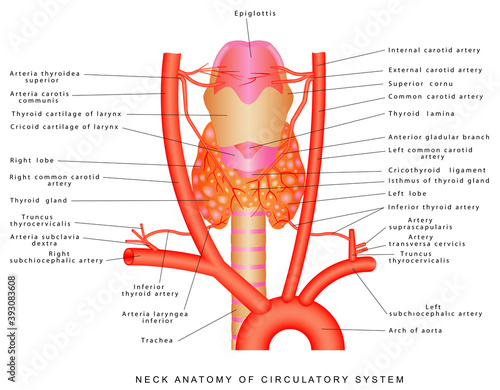 Arteries of the neck. Neck anatomy of circulatory system. Anterior view of the neck region artery. Blood vessels of the neck on white background.