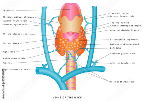 Veins of the neck. Anterior view of the neck region vein. Venous Drainage from the neck. Neck anatomy of circulatory system on white background