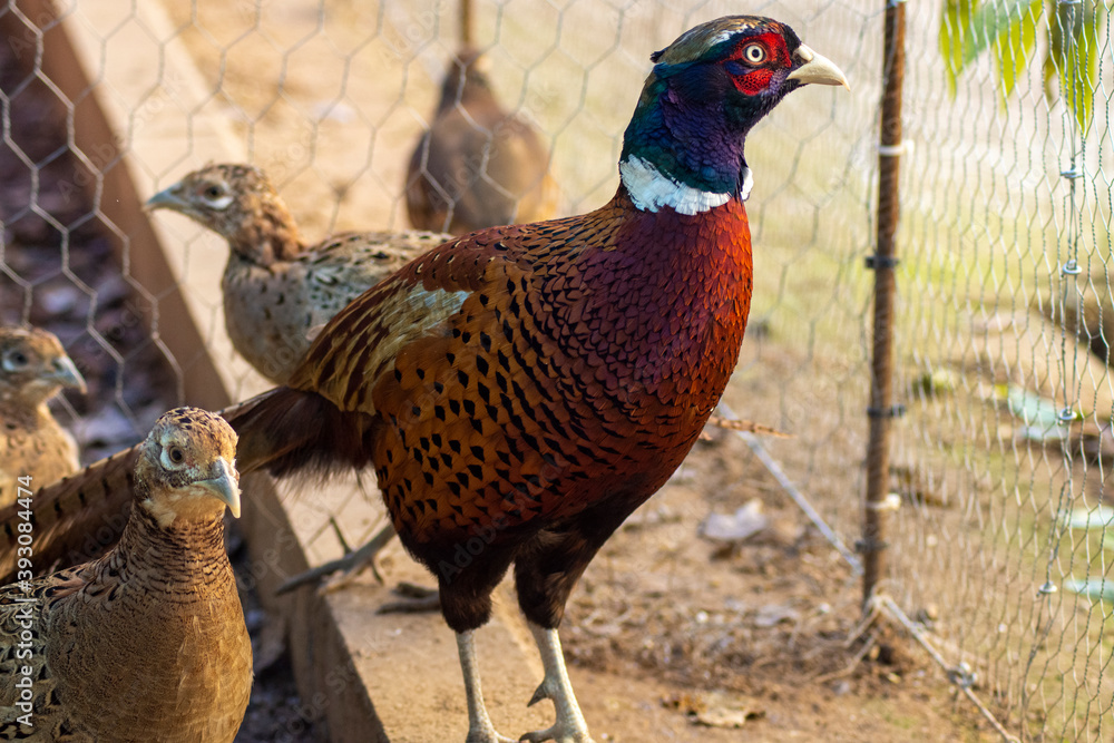 Fototapeta premium Faisán