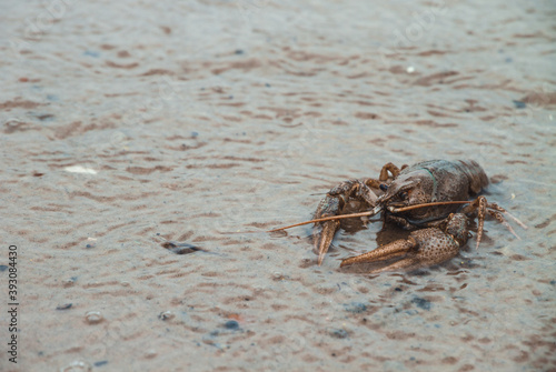 A large crayfish crawling on the sand from the water