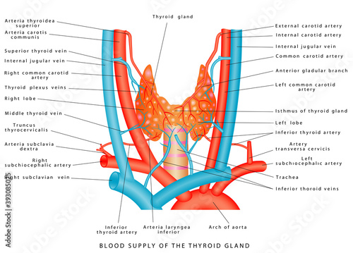 Blood supply of the thyroid gland. Arterial blood supply and venous outflow of the thyroid gland. Blood vessels of the thyroid gland. Location and anatomy of the thyroid gland on white background