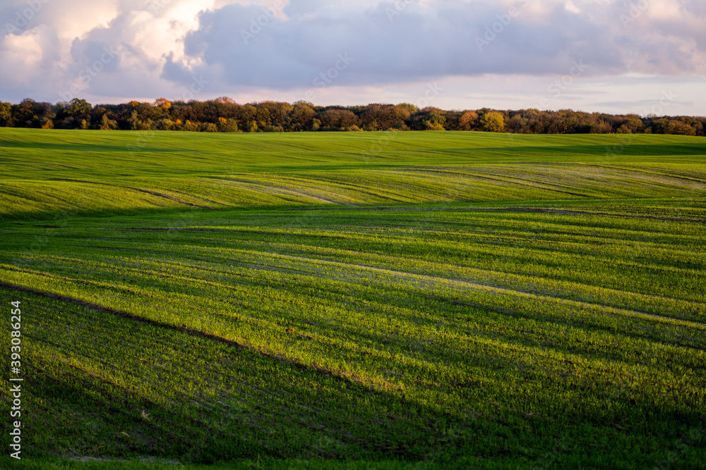 Landscape young wheat seedlings growing in a field. Green wheat growing in soil. Close up on sprouting rye agriculture on a field in sunset. Sprouts of rye. Wheat grows in chernozem planted in autumn. Landscape young wheat seedlings growing in a field. Green wheat growing in soil. Close up on sprouting rye agriculture on a field in sunset. Sprouts of rye. Wheat grows in chernozem planted in autumn.