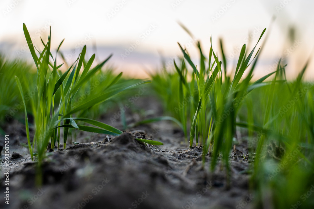 Obraz premium Close up young wheat seedlings growing in a field. Green wheat growing in soil. Close up on sprouting rye agriculture on a field in sunset. Sprouts of rye. Wheat grows in chernozem planted in autumn.