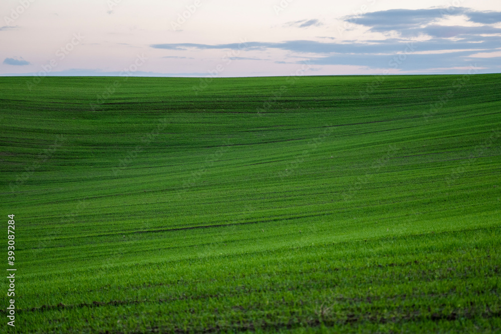 Obraz premium Landscape young wheat seedlings growing in a field. Green wheat growing in soil. Close up on sprouting rye agriculture on a field in sunset. Sprouts of rye. Wheat grows in chernozem planted in autumn.