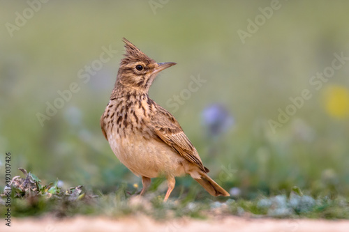 Quadro su tela Crested lark side view