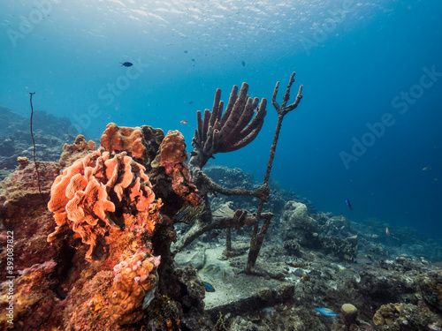 Seascape in turquoise water of coral reef in Caribbean Sea / Curacao with fish, coral and sponges